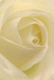 This intimate close-up draws you deep into the creamy heart of a Chelsea rose, as though the petals themselves are offering a serene welcome. The spiral arrangement of each petal is a marvel of natural design, gently unfurling with a soft, ivory glow that suggests both morning stillness and new beginnings along the Thames. There is a delicate luminosity-the matte, silk-like textures catch fleeting Chelsea sunshine, casting peaceful shadows that curl within each fold and create a quiet, captivating drama. The mood is one of calm and heartfelt intention, perfect for expressing sympathy, pure admiration, or celebrating life's subtle milestones with Florist Chelsea's trusted touch. Almost tangible is the understated sweetness of the rose's scent-soothing, elegant, lingering just at the edge of awareness. In every detail, from the flawless arrangement to the barely-there sheen on the outer petals, the image reflects not just a flower, but a sense of artistry and empathy that threads through Chelsea's vibrant, compassionate community. This bloom is more than a botanical wonder-it is a poetic reminder of life's simple truths, lovingly brought to you by neighbours who understand the power of a quiet, genuine gesture.